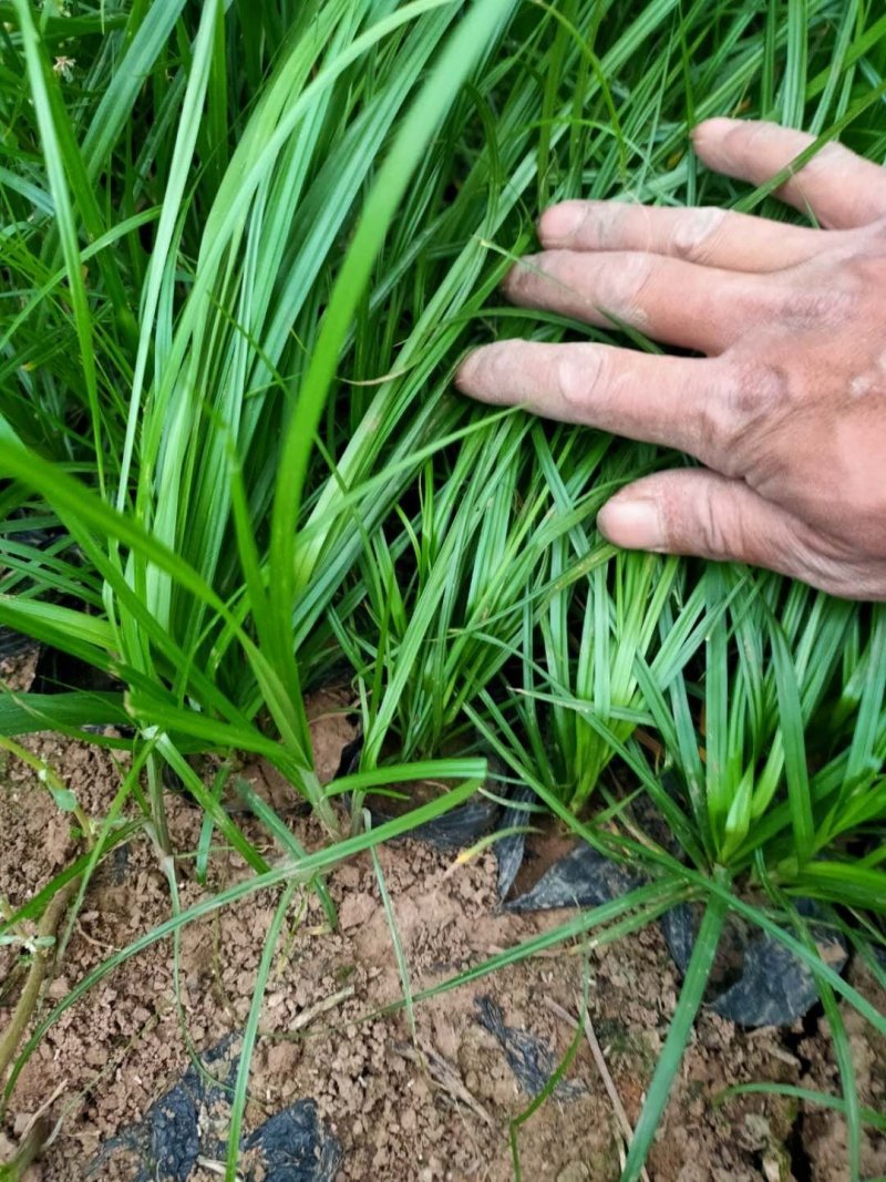 青绿苔草青州直销可视频看货支持线上保障交易
