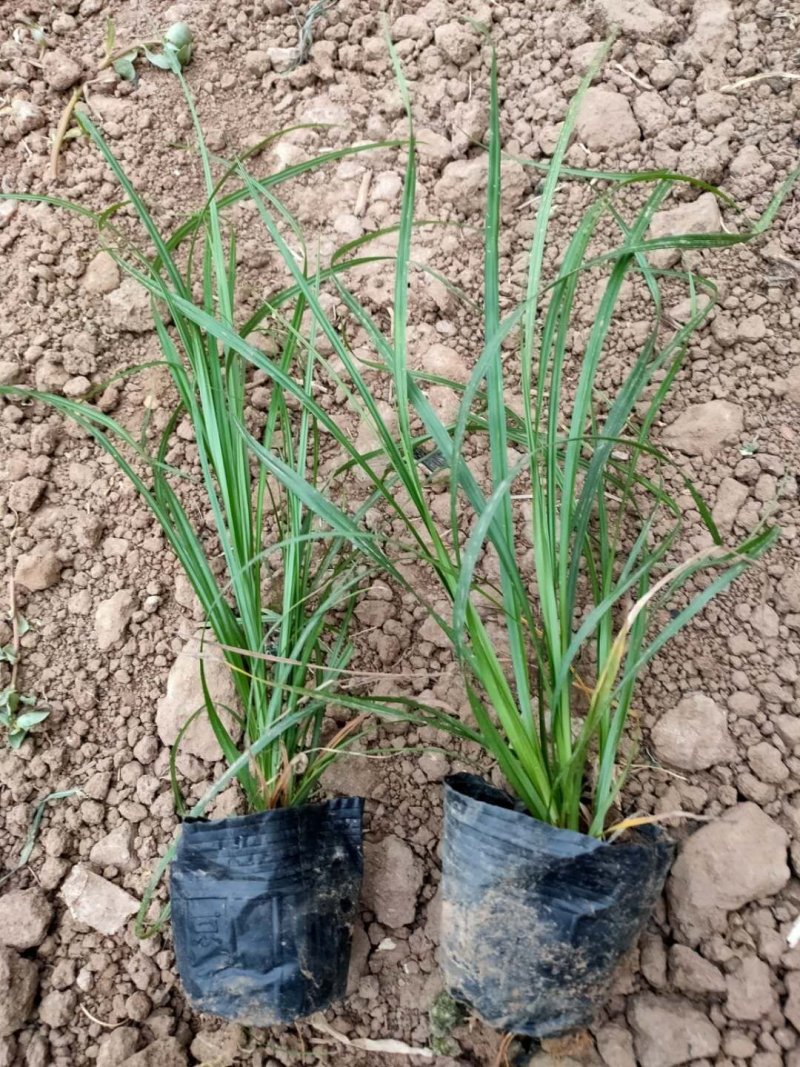 青绿苔草青州直销可视频看货支持线上保障交易