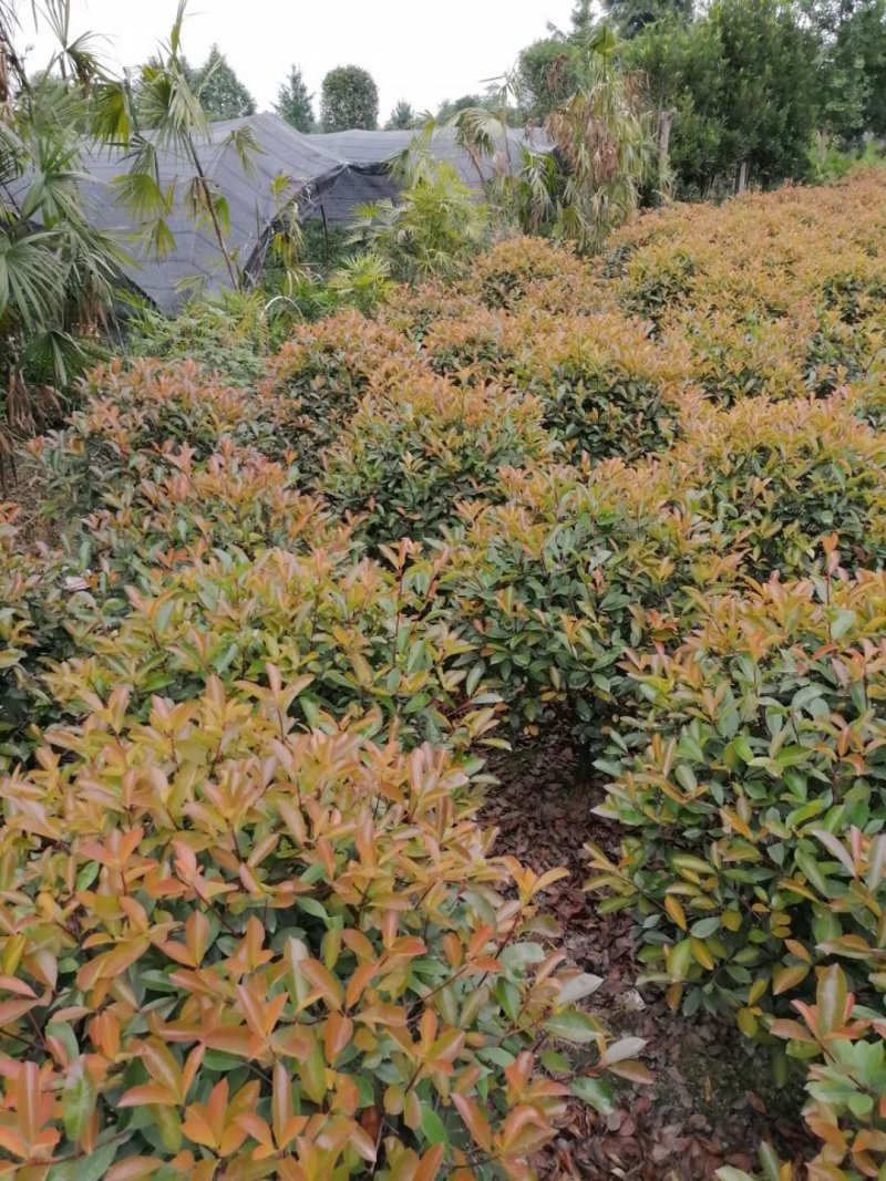 大量出售精品红叶石楠球，红叶石楠70-80公分