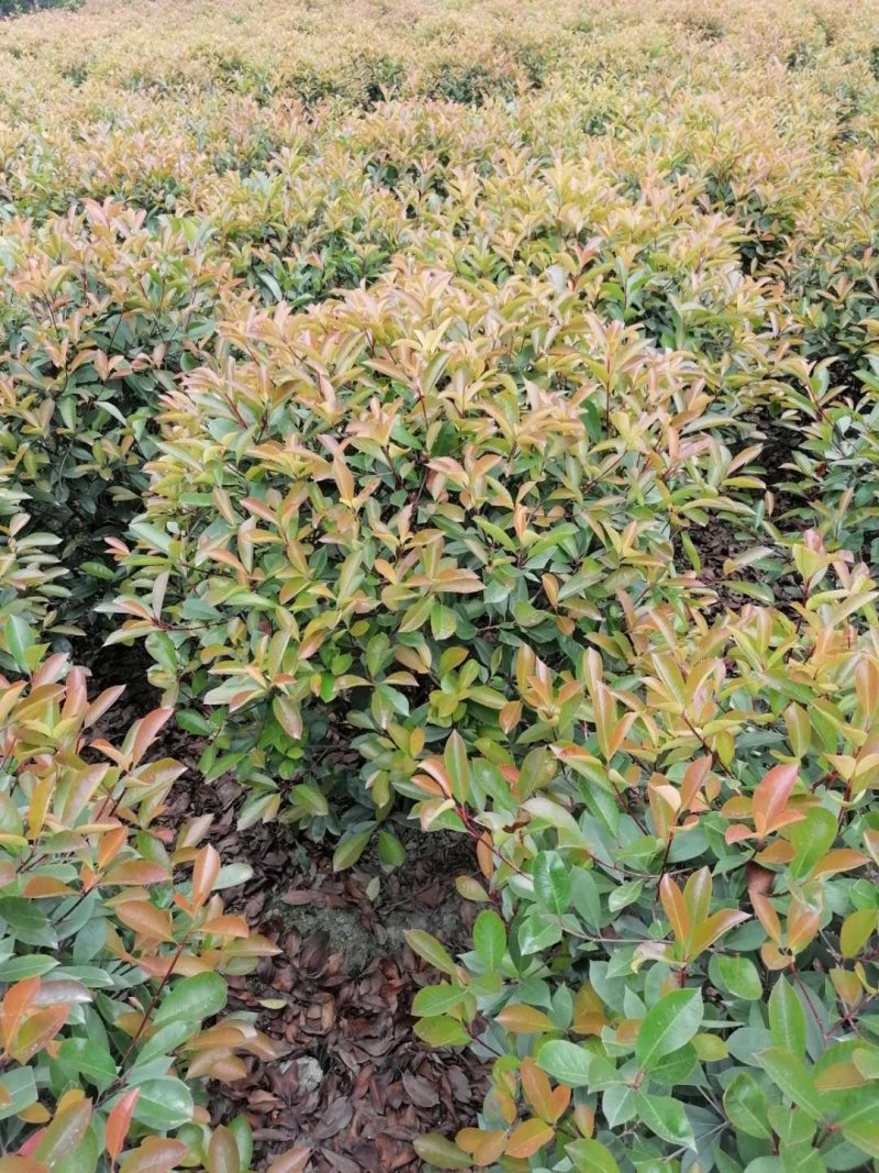 大量出售精品红叶石楠球，红叶石楠70-80公分