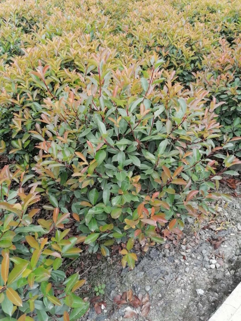 大量出售精品红叶石楠球，红叶石楠70-80公分