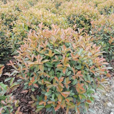 大量出售精品红叶石楠球，红叶石楠70-80公分