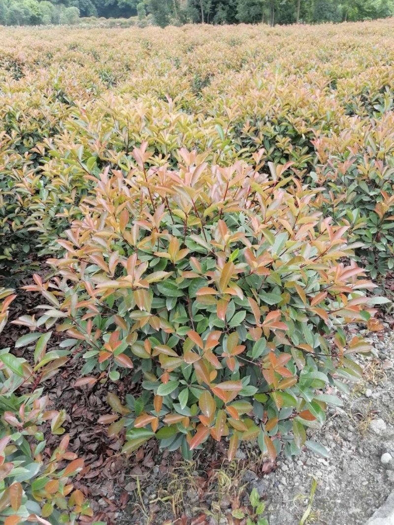 大量出售精品红叶石楠球，红叶石楠70-80公分