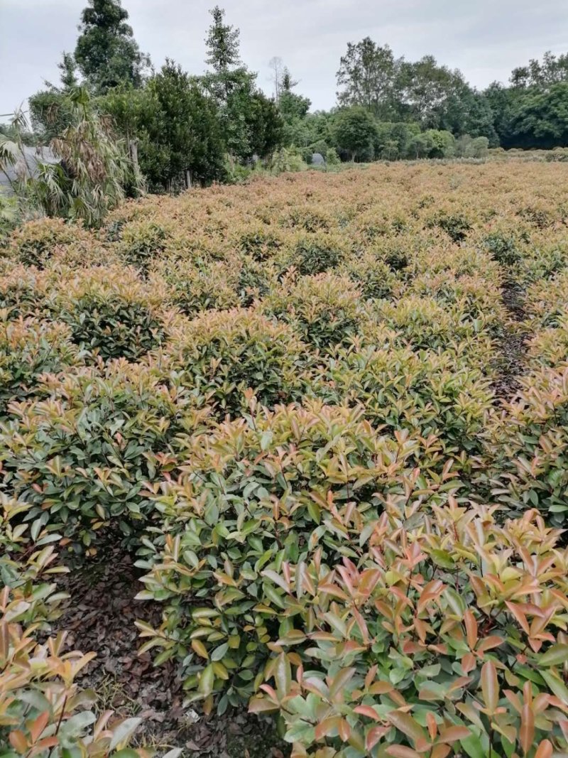 大量出售精品红叶石楠球，红叶石楠70-80公分