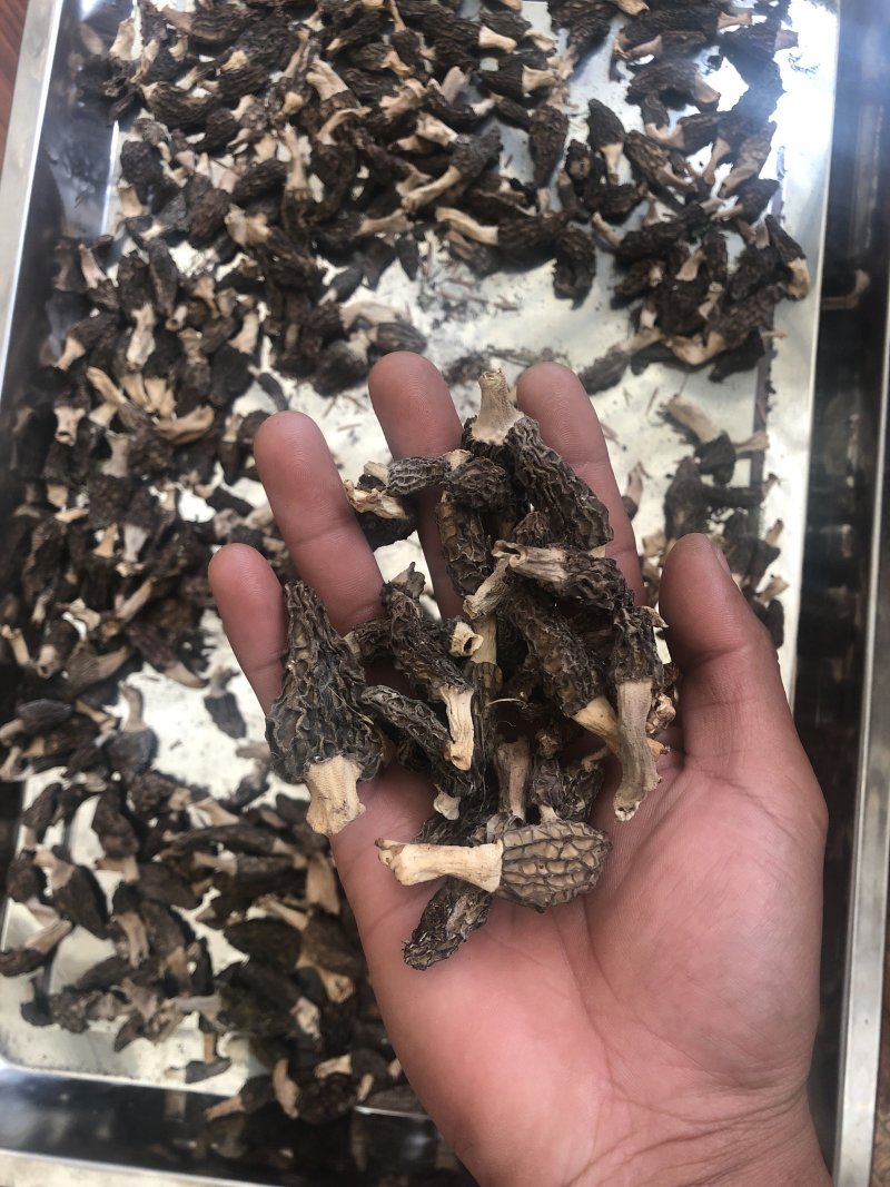 野羊肚菌