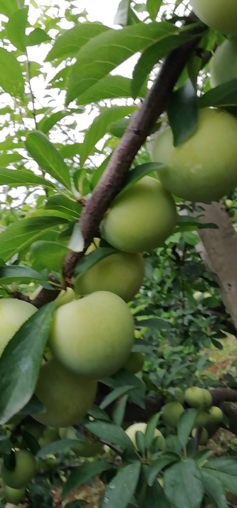 黄李子即将售完，农户直销，果味纯甜，，请联系