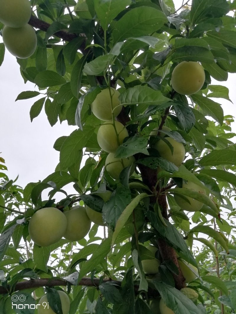 黄李子即将售完，农户直销，果味纯甜，，请联系