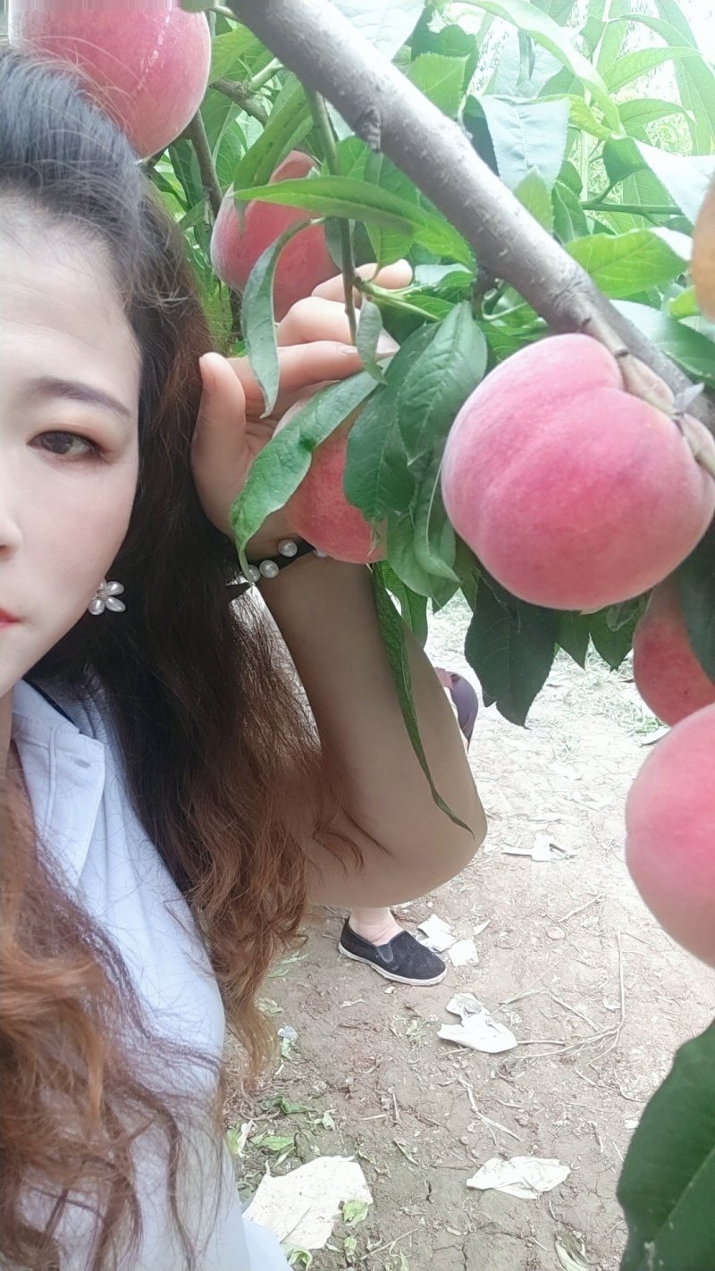 礼泉老树纸袋突围桃子.沙红桃子即将开始市，需要的老板联系
