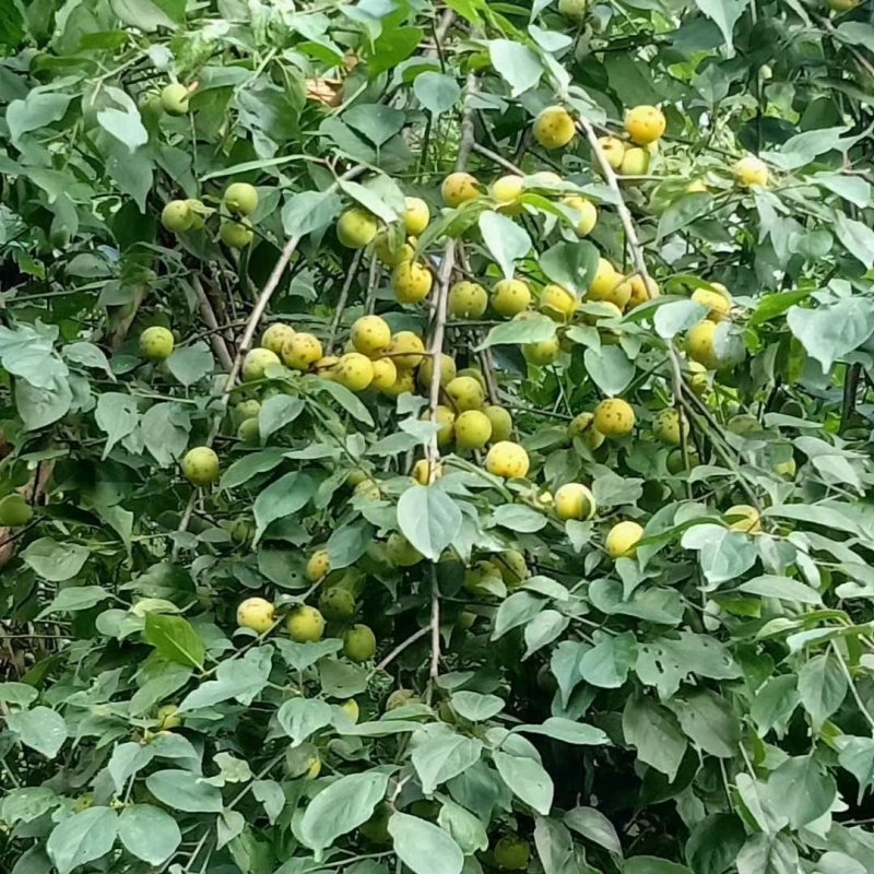 乌梅