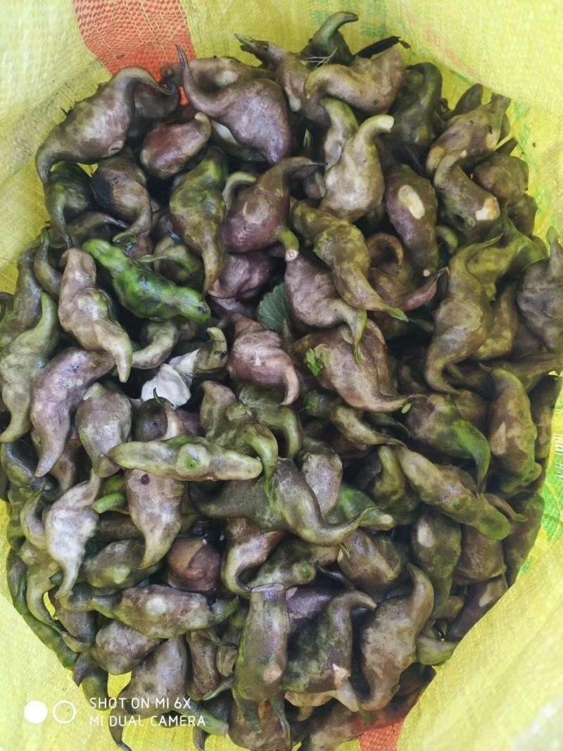 菱角青菱角大菱角大别山湖北黄冈蕲春老嫩菱角