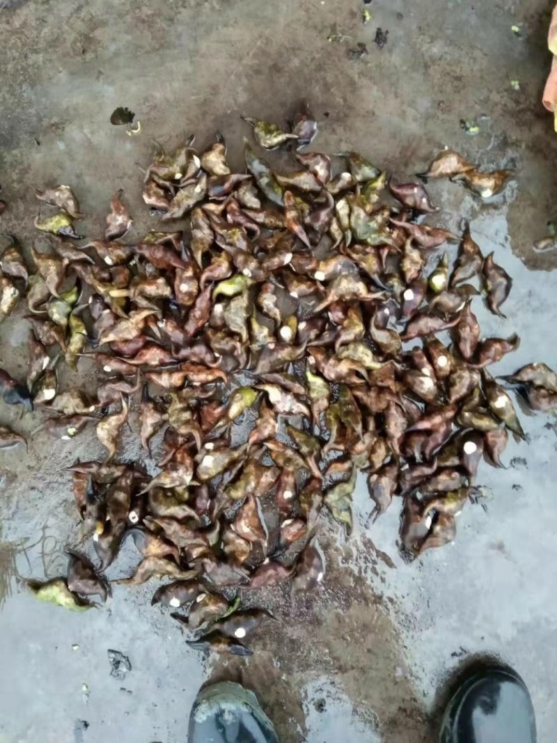 菱角青菱角大菱角大别山湖北黄冈蕲春老嫩菱角