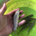 【草鱼苗】草鱼苗、打过疫苗、规格齐全、买家保障