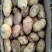 【实图拍摄】河北土豆沃土，荷兰十五，806现挖淀粉含量高
