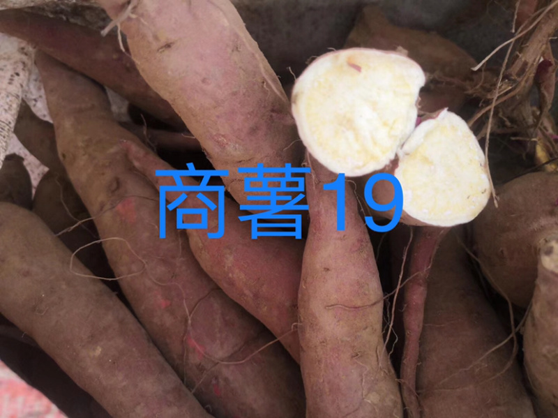 纯手工红薯粉条，粉面，量大从优，厂家直销。