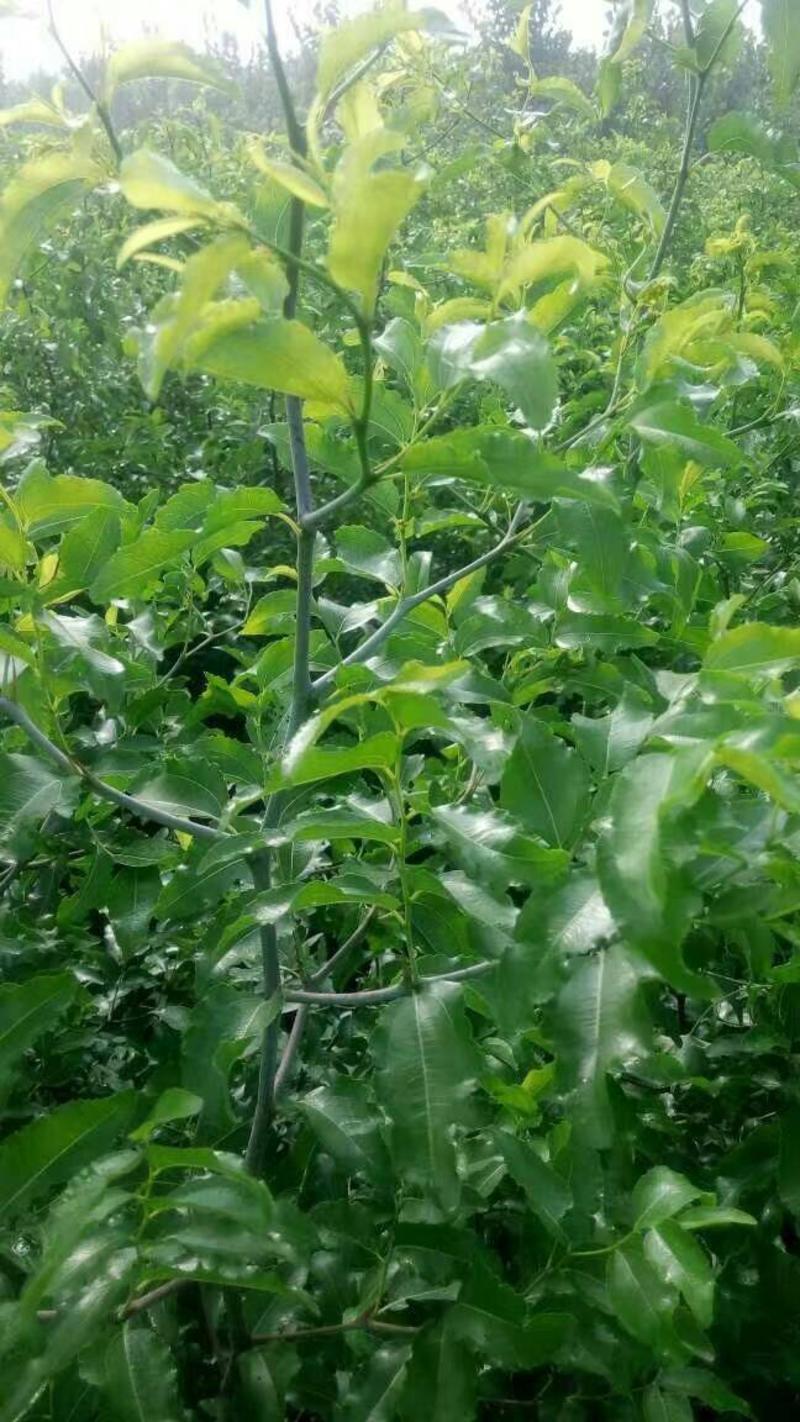 酸枣苗.嫁接各种枣树的砧木.包种植技术指导