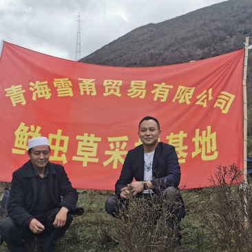 冬虫夏草产地之一边挖边销