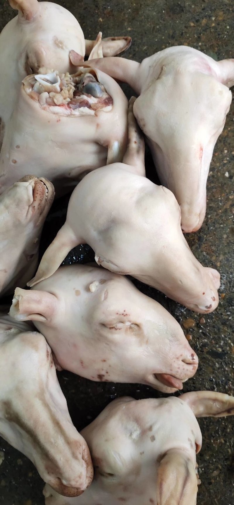 生小白头
