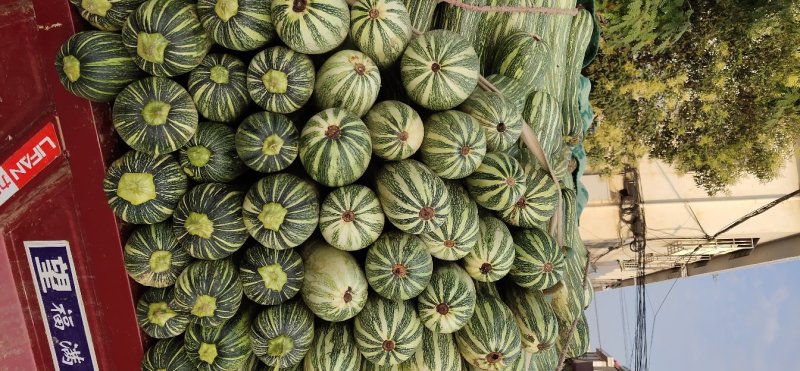 河南新野蜜粉南瓜大量上市中，代发全国各地欢迎大家选购。
