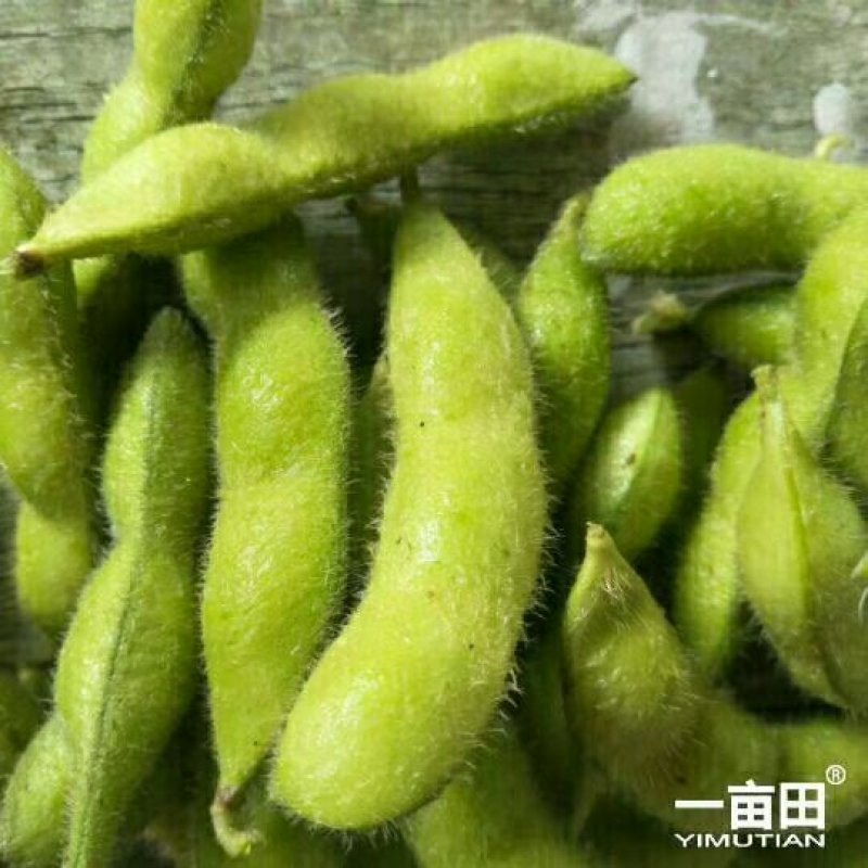 大青豆24~30克