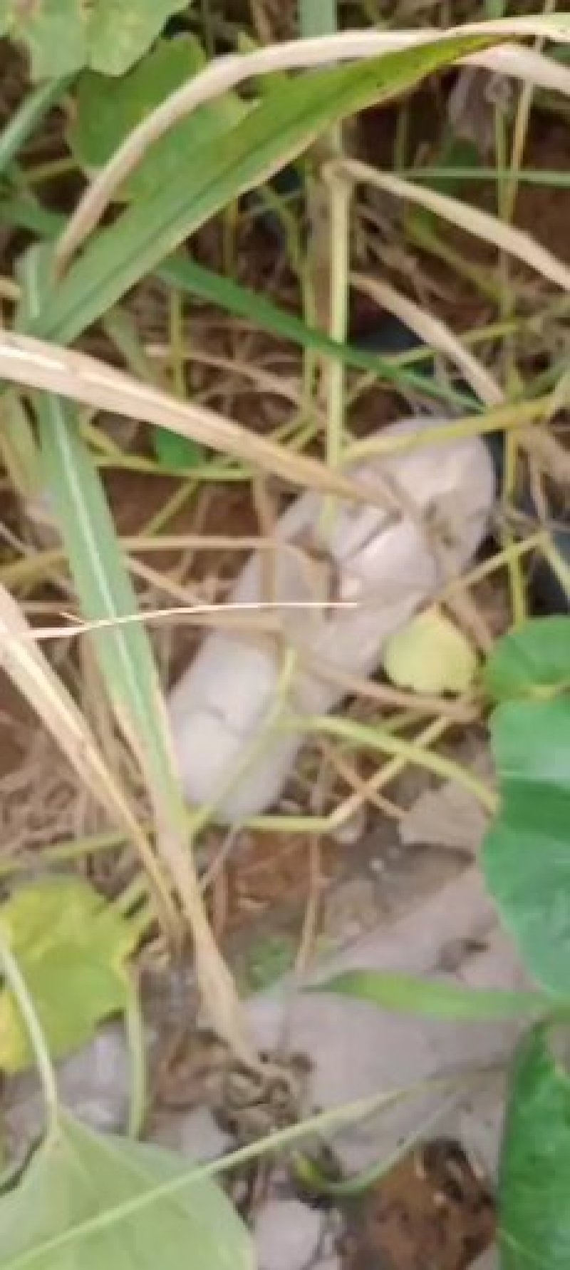自然熟南瓜