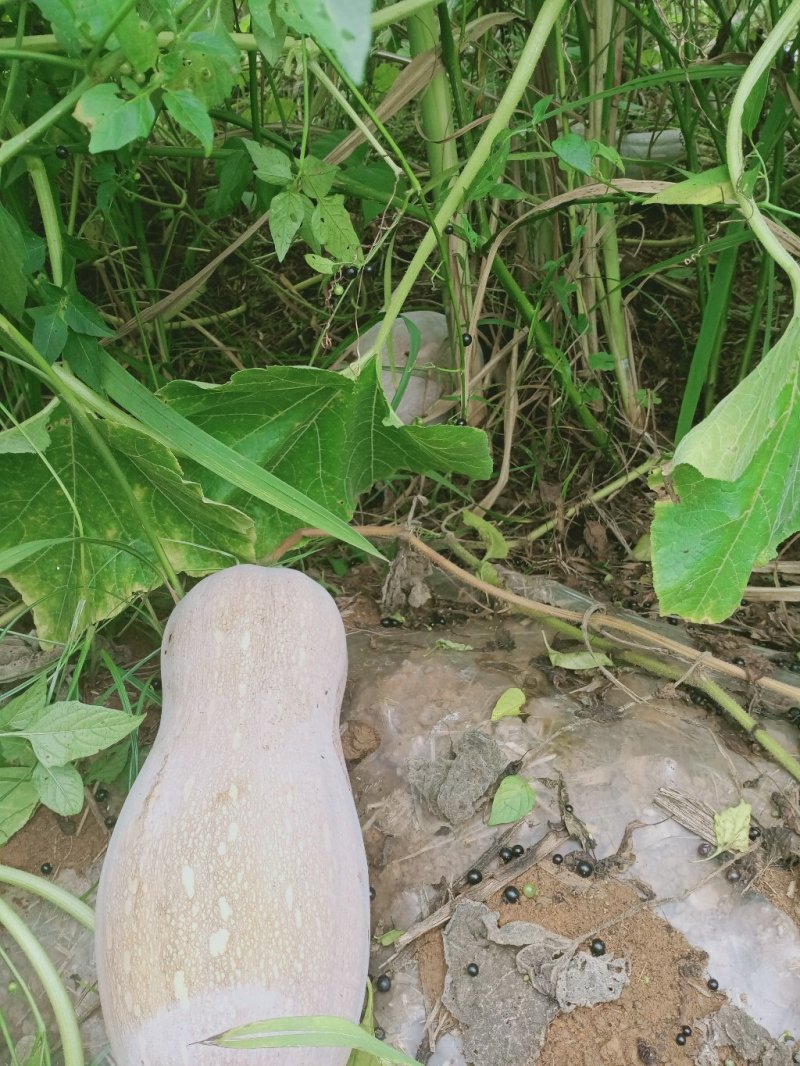 自然熟南瓜