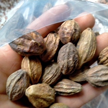 诃子！大货批发！产地直销一手货源价格优！