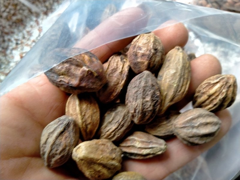 诃子！大货批发！产地直销一手货源价格优！