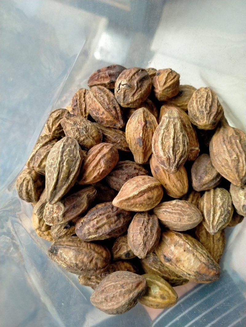 诃子！大货批发！产地直销一手货源价格优！