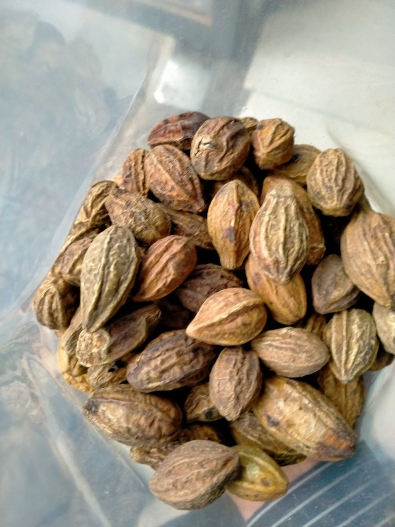 诃子！大货批发！产地直销一手货源价格优！