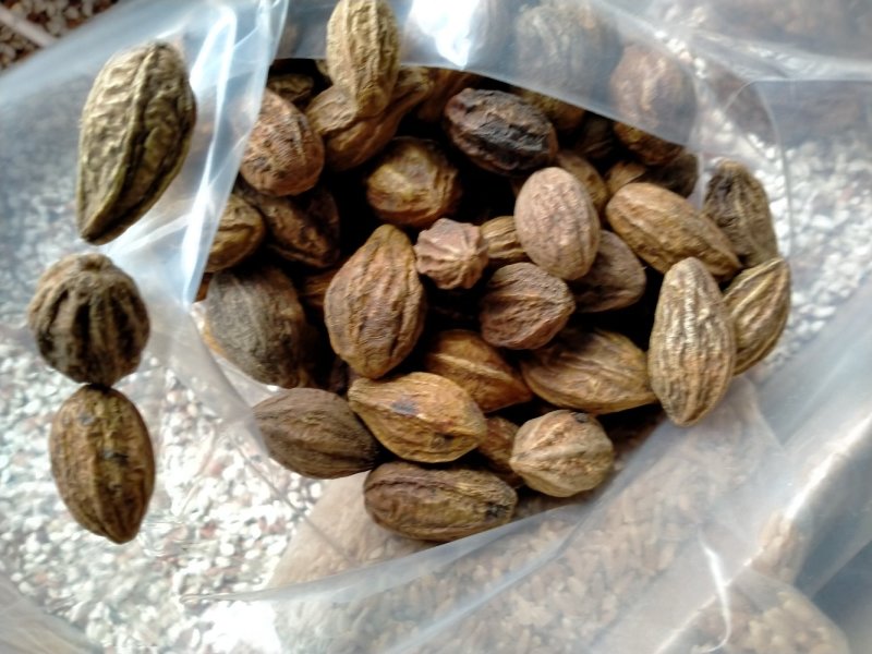 诃子！大货批发！产地直销一手货源价格优！