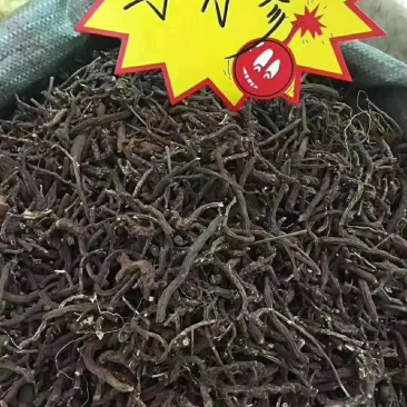 【产地直销】云南丹参野生丹参纯丹参粉包邮