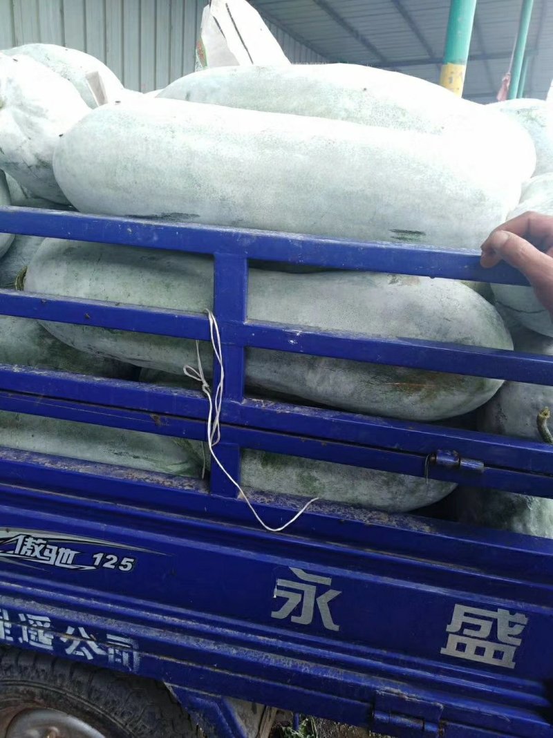《基地直供》白皮精品冬瓜大量上市了，二十五斤起步