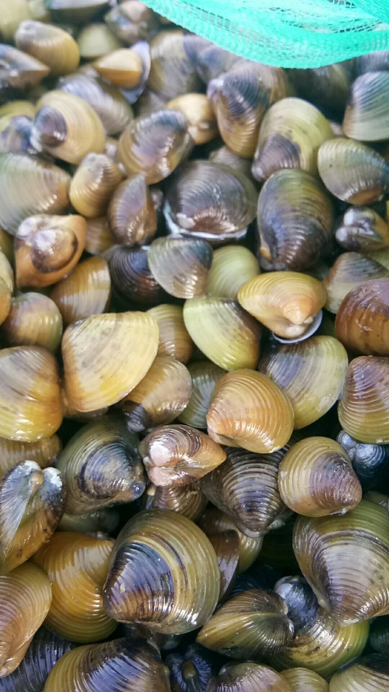 淡水黄沙蚬子，黄蚬子，蚬子。