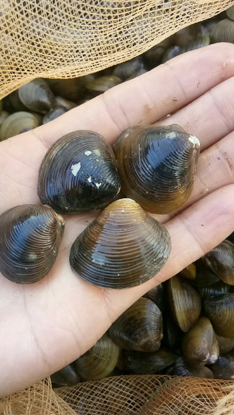 淡水黄沙蚬子，黄蚬子，蚬子。