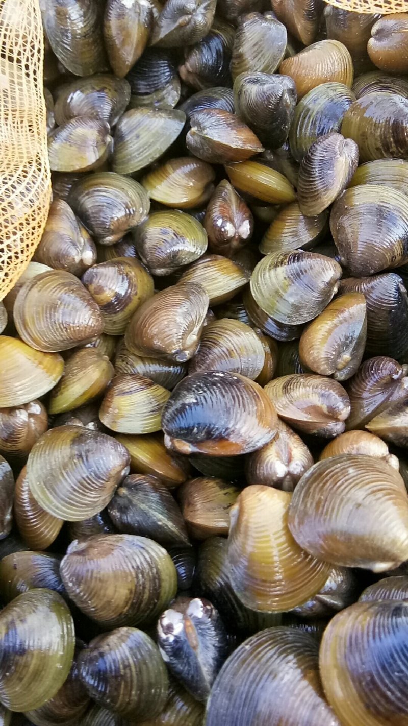 淡水黄沙蚬子，黄蚬子，蚬子。
