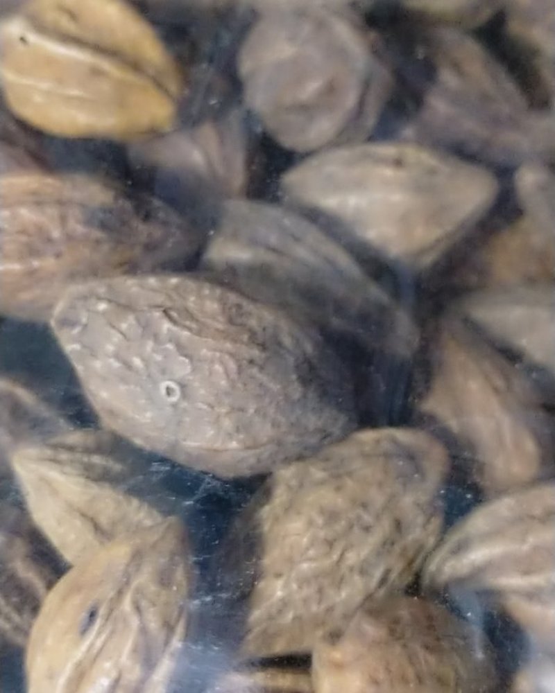 诃子！大货批发！产地直销一手货源价格优！