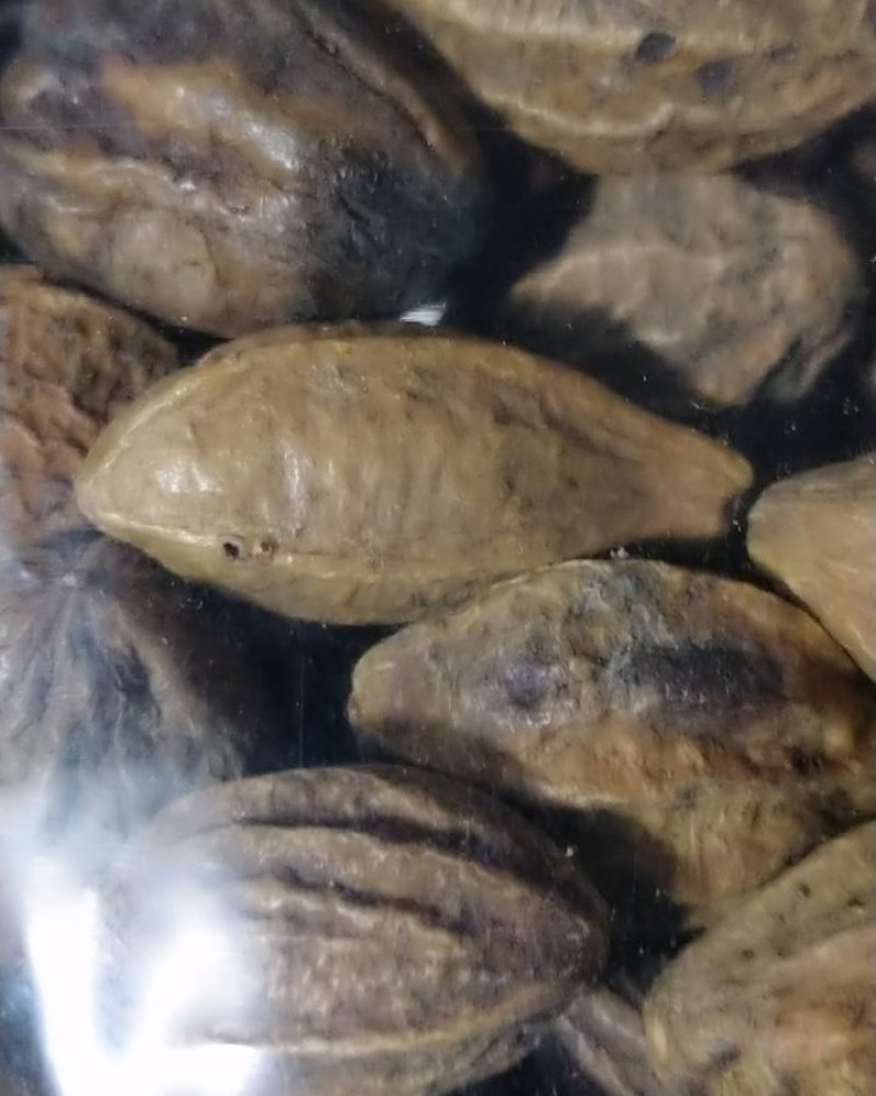 诃子！大货批发！产地直销一手货源价格优！