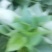 红薯叶菜马兰头菜空心茱