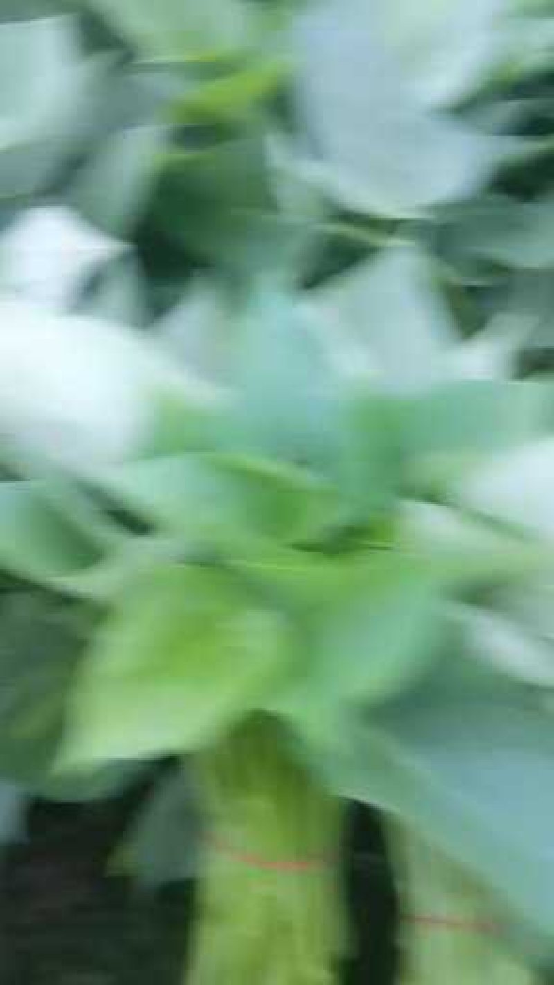 红薯叶菜马兰头菜空心茱
