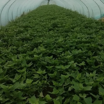 红薯叶菜马兰头菜空心茱