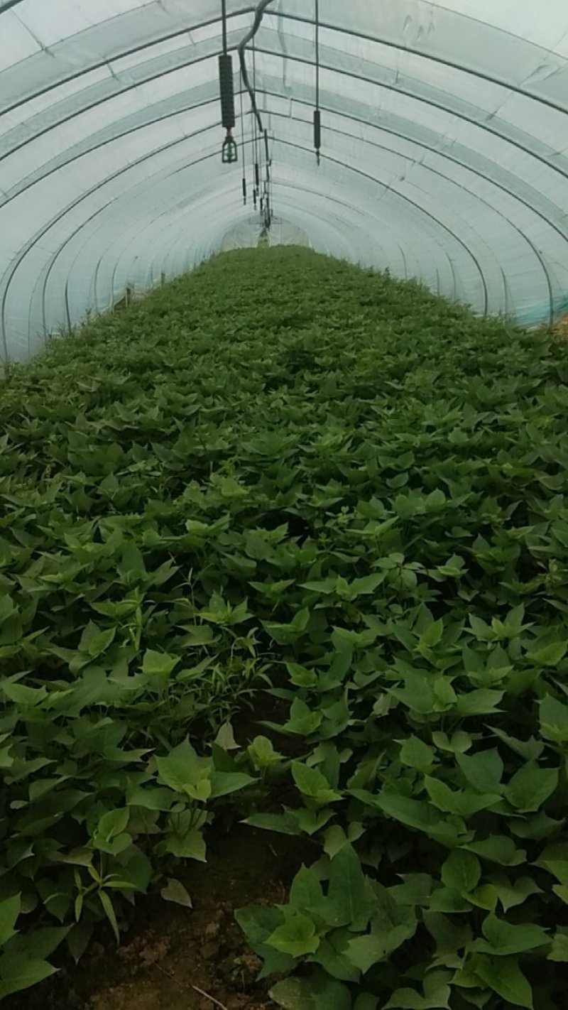 红薯叶菜马兰头菜空心茱