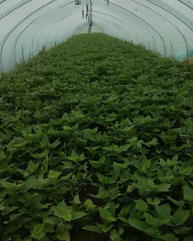 红薯叶菜马兰头菜空心茱