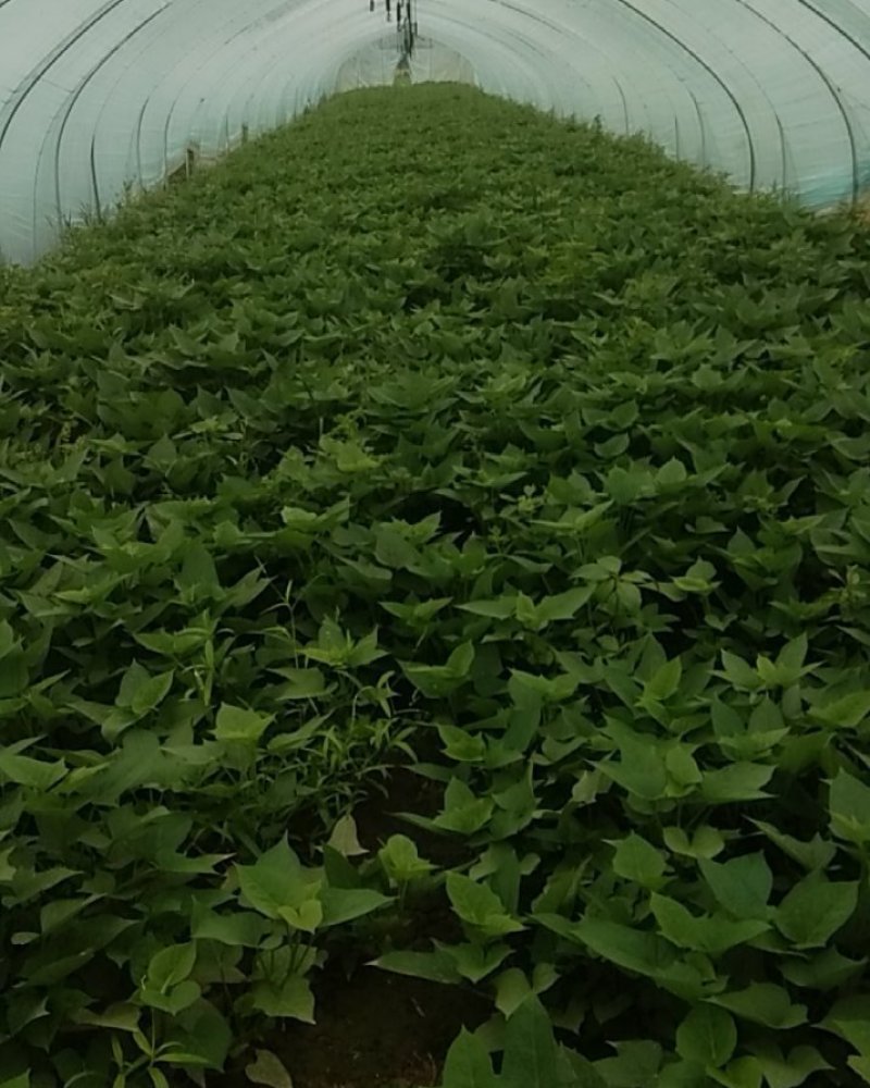 红薯叶菜马兰头菜空心茱