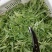 红薯叶菜马兰头菜空心茱