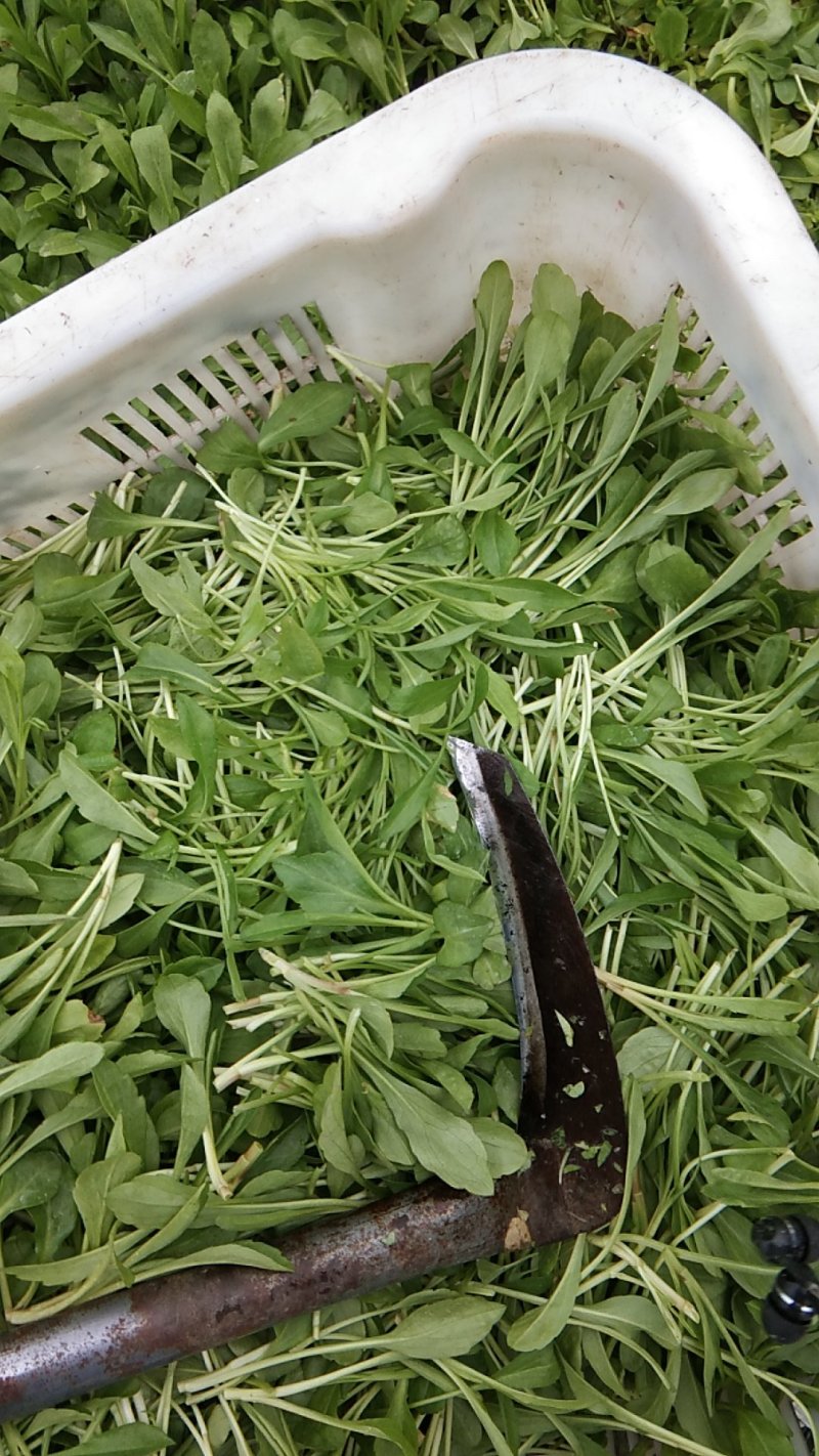 红薯叶菜马兰头菜空心茱