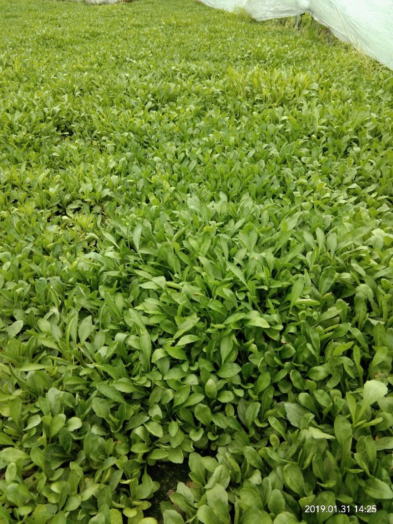 红薯叶菜马兰头菜空心茱