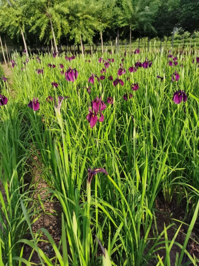 金山绣线菊金焰绣线菊彩叶模纹树种花坛花境苗木