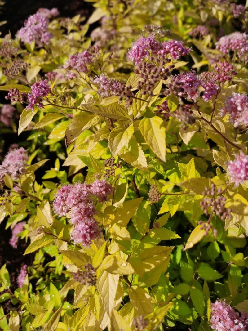 金山绣线菊金焰绣线菊彩叶模纹树种花坛花境苗木