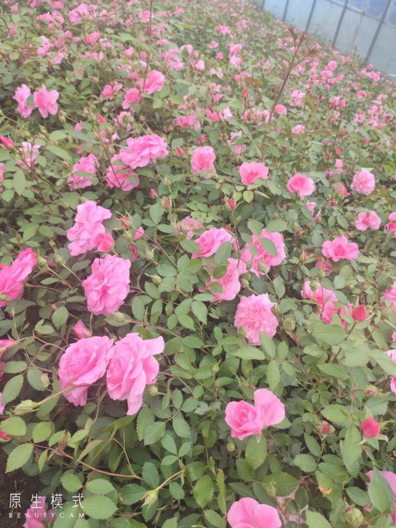 丰花月季耐寒红花月季容器苗刺玫花灌木价格合理