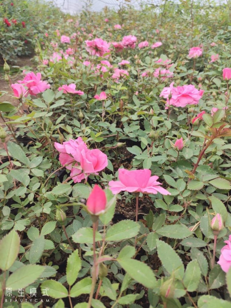 丰花月季耐寒红花月季容器苗刺玫花灌木价格合理